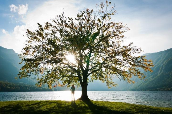 soirée méditation Femme sous un arbre au lever du soleil