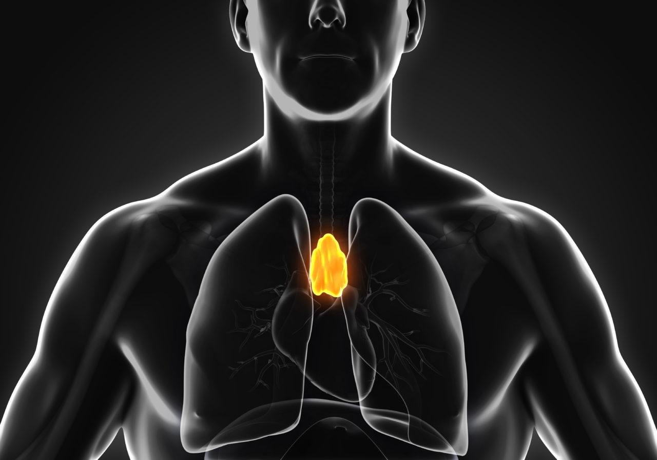 système immunitaire et glande du thymus patricia priat au coeur de